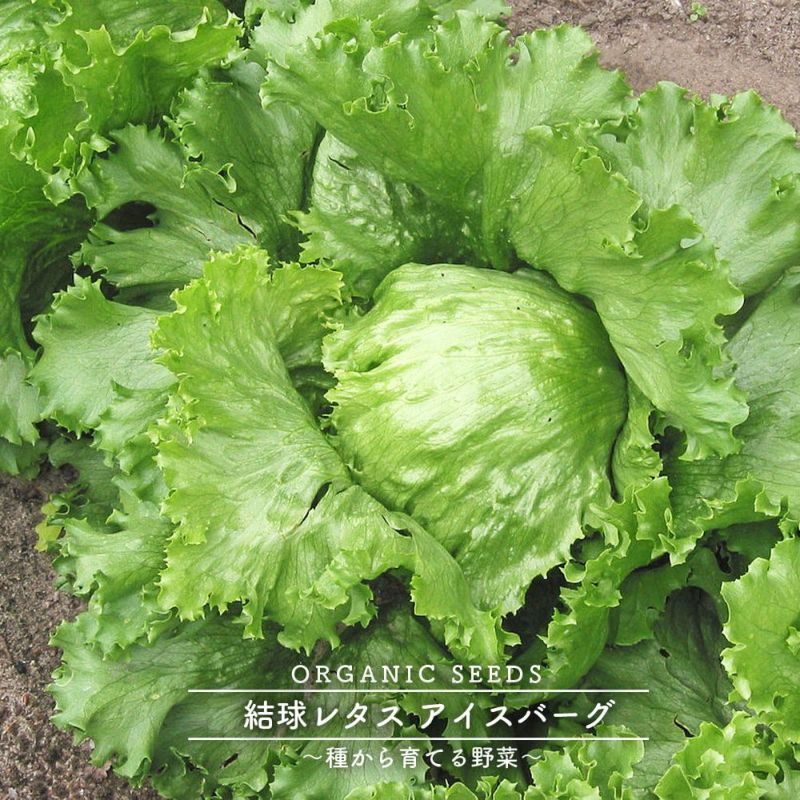 結球レタスの苗　400苗　品種「逸香」 結球レタスの苗 400苗 品種「逸香」 結球レタスの苗 400苗 品種「逸香