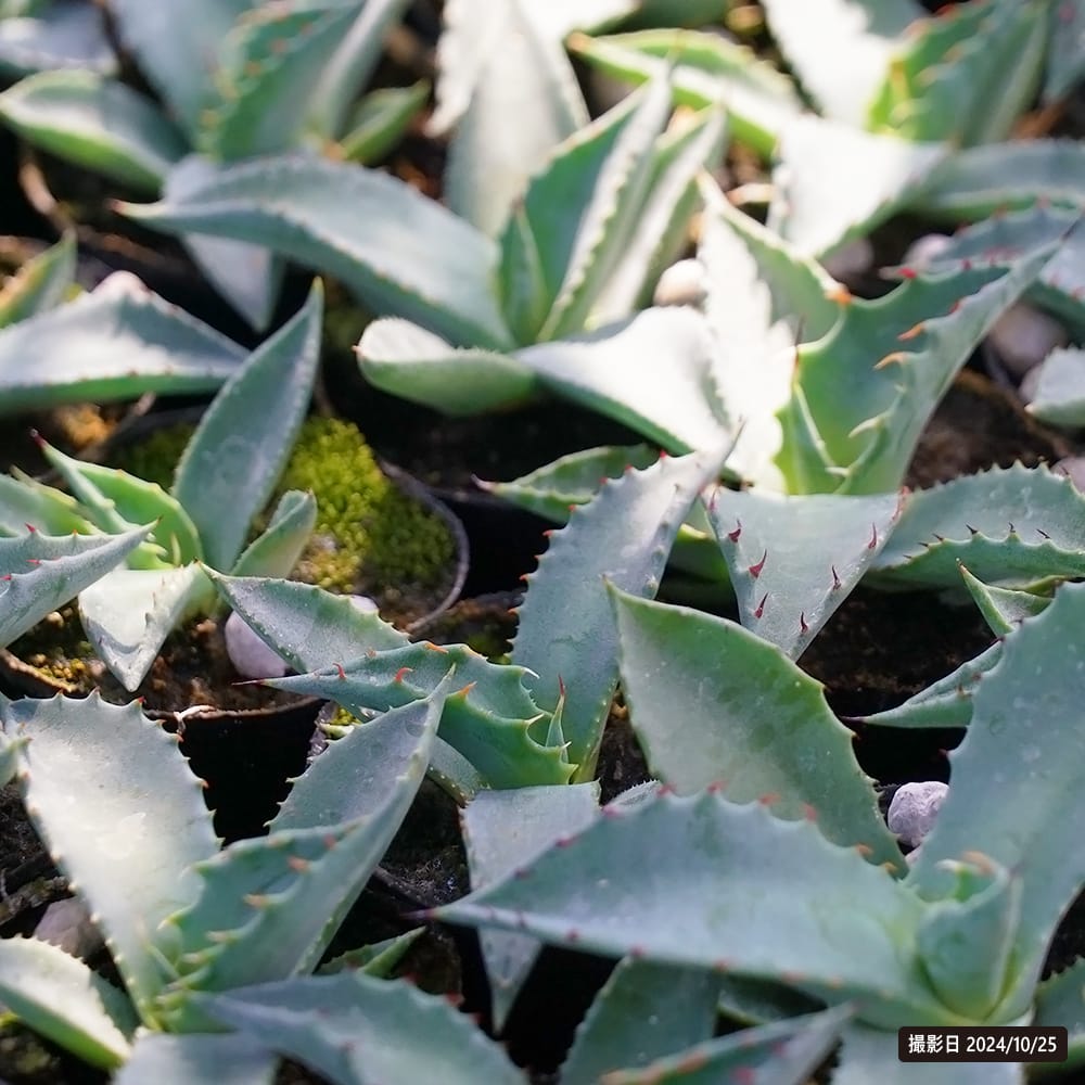 000000132553-02-xs.jpg?t=