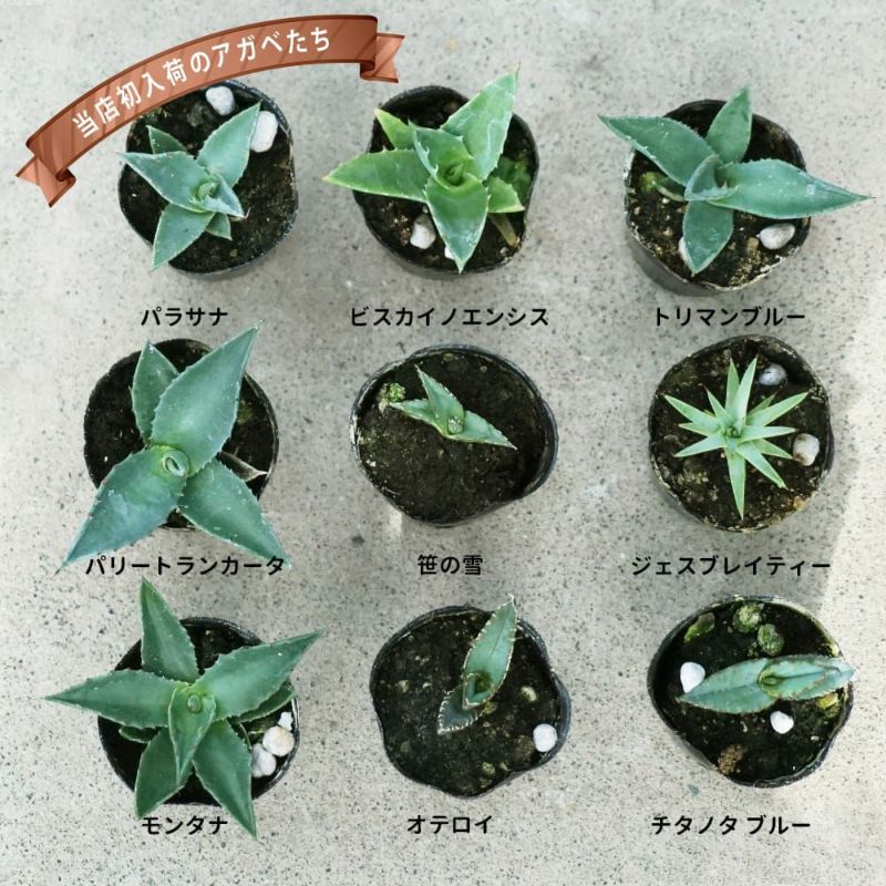 パリートランカータ 奇形葉 アガベ パリー トランカータ』🌵 青白い