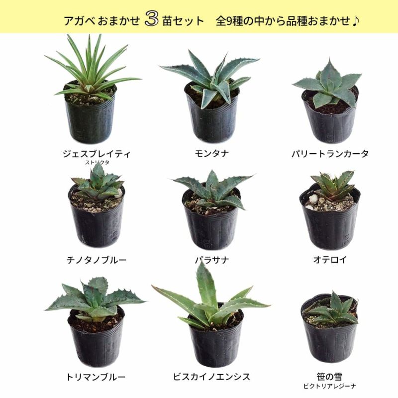 速達！　専用　アガベ　実生　32種セット　お買い得！　多肉　観葉植物　サボテン 速達！ 専用 アガベ 実生 32種セット お買い得！ 多肉 観葉植物