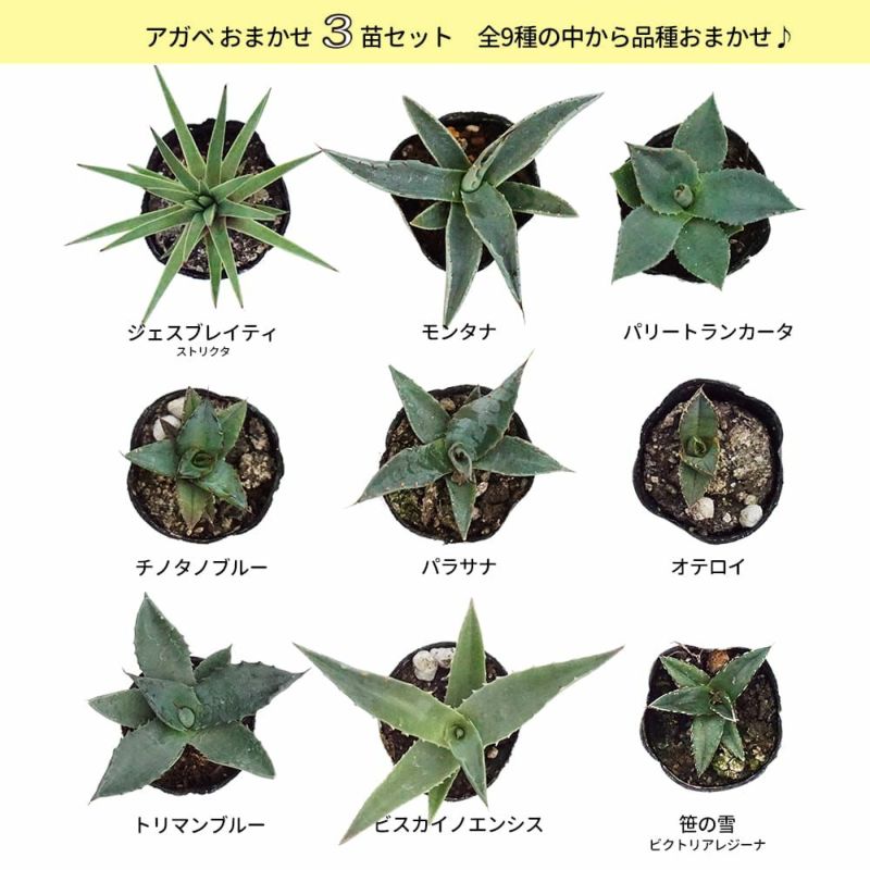 アガベ5株セット　抜き苗発送 植物の梱包方法（仕方）と発送方法は？【メルカリなど】
