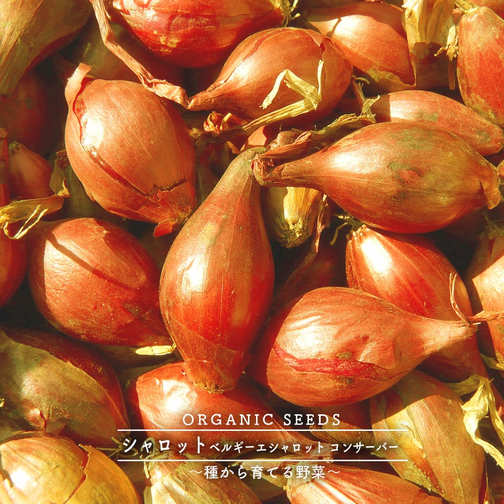 北海道産　無農薬　ベルギーエシャロット　コンサーバー　正品　20kg 北海道産 無農薬 ベルギーエシャロット コンサーバー 正品 20kg