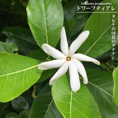 フェイジョア 苗 ゴールデングース 2年生 挿木苗 : 苗木部 花
