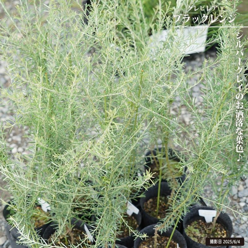 む。 む。 む。 DUNLOP D[148649]ダンロップ スリクソンZX5 Mk II/Diamana