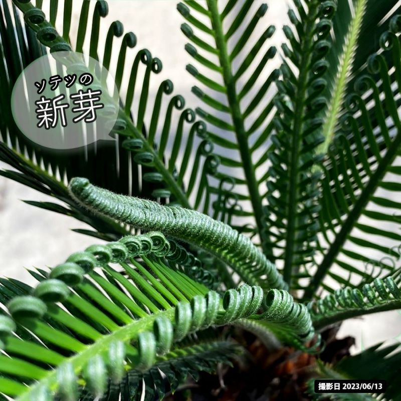 ソテツ 苗 植え時期 苗木部 By 花ひろばオンライン