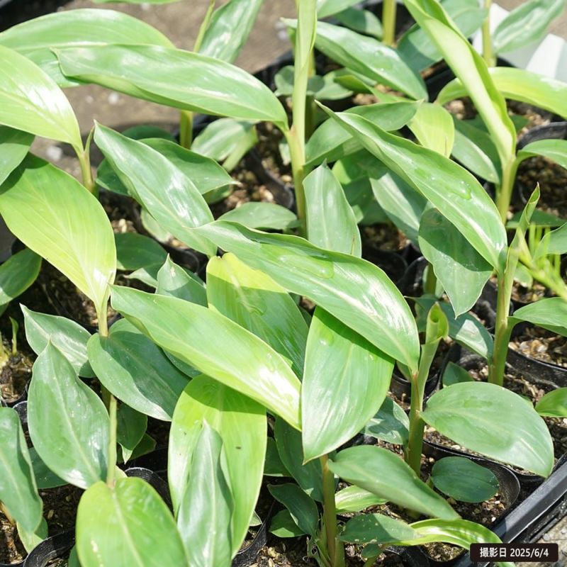 000000132644-03-l.jpg?t=