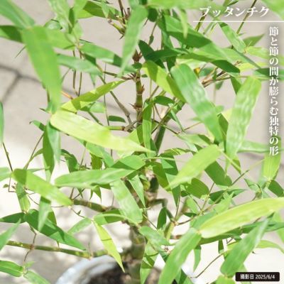 シーグレープ 苗 販売 苗木部 By 花ひろばオンライン