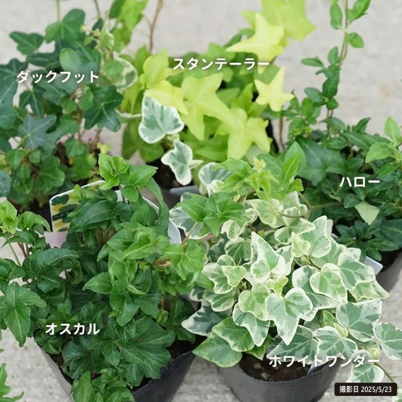 へデラヘリックス-2 0000000000663_irbY0jd.png