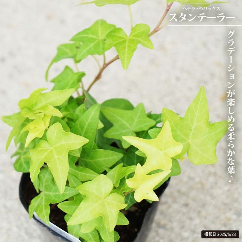 へデラヘリックス-2 ヘデラ ヘリックス 2m長尺 13.5cmポット 苗木 : トオヤマ
