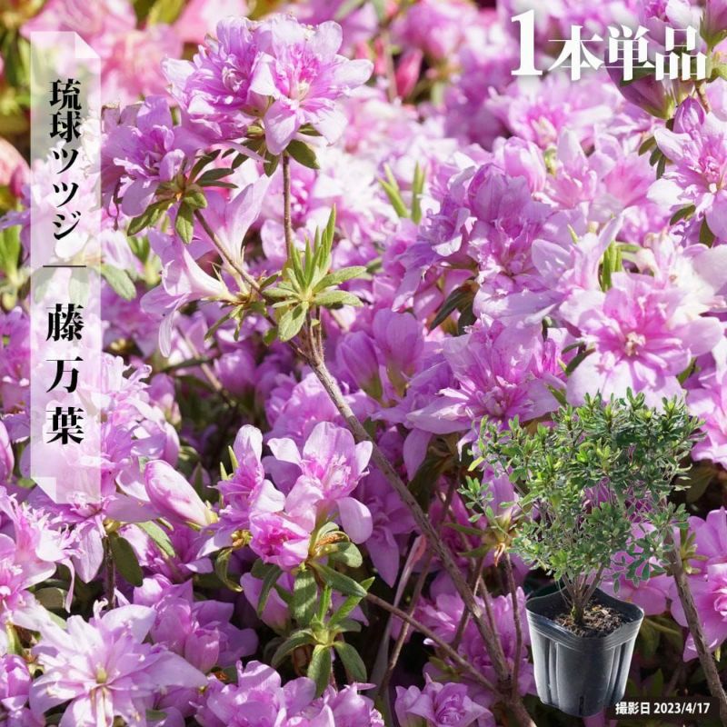 000000032726-09-l.jpg?t=