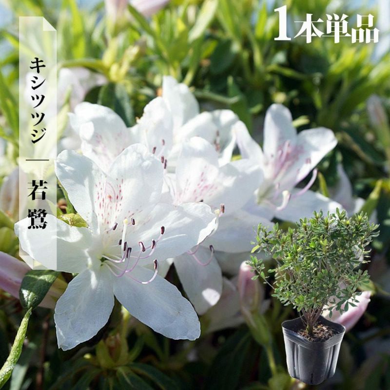 花つきをよくする 花木100種の剪定 NHK趣味の園芸 (妻鹿加年雄
