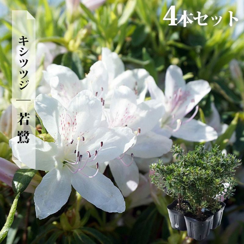 000000032727-10-l.jpg?t=