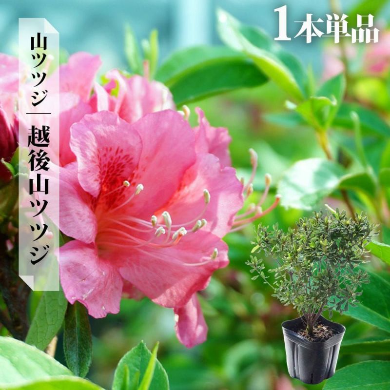 現品ヤマツツジ山躑躅特大苗2.5mほど山採り