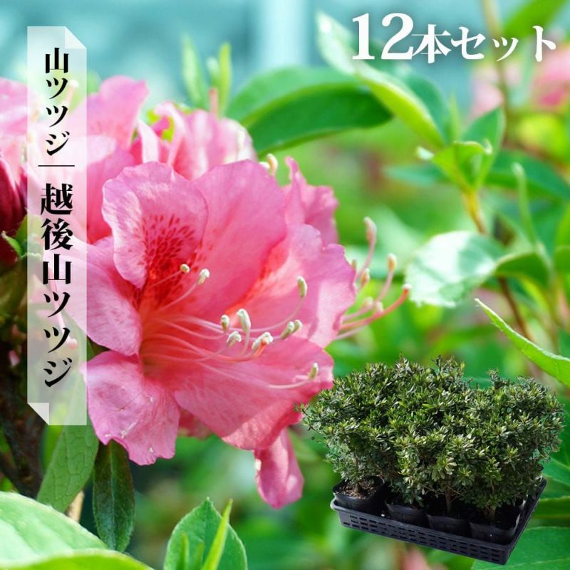 山採り 山ツツジ 山ツツジ | 東秩父村観光サイト