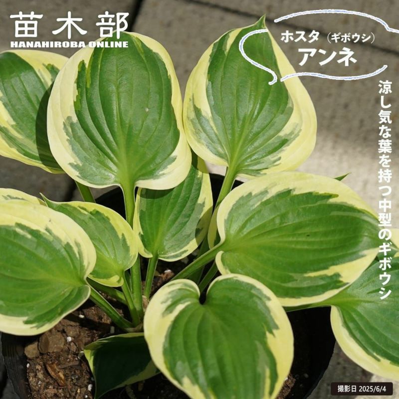 000000132886-01-l.jpg?t=