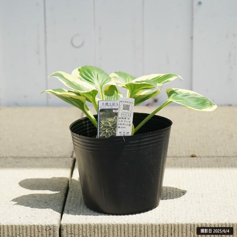 アンネ】 ギボウシ ホスタ ポット 苗 | 苗木部 本店 By 花ひろばオンライン