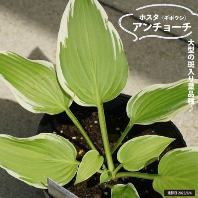 ギボウシ ホスタ ポットごと 6種類セット コンパクトボックス
