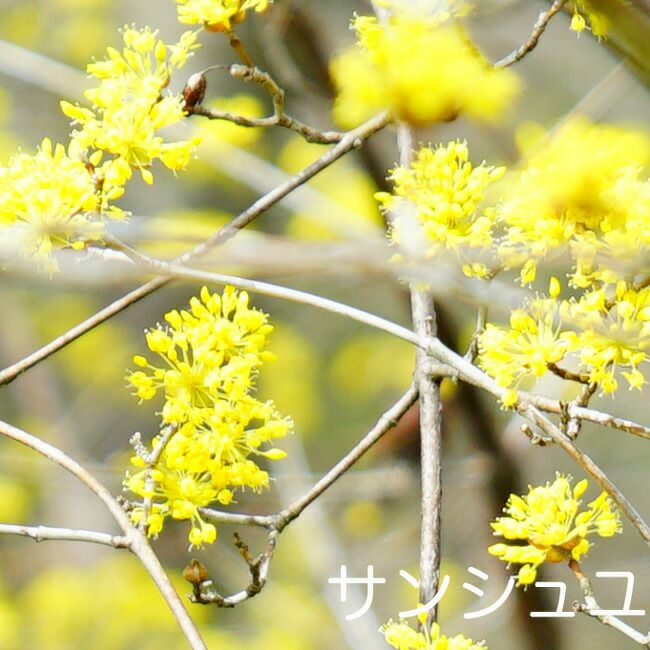 サンシュユ 花 言葉 100 で最高の画像