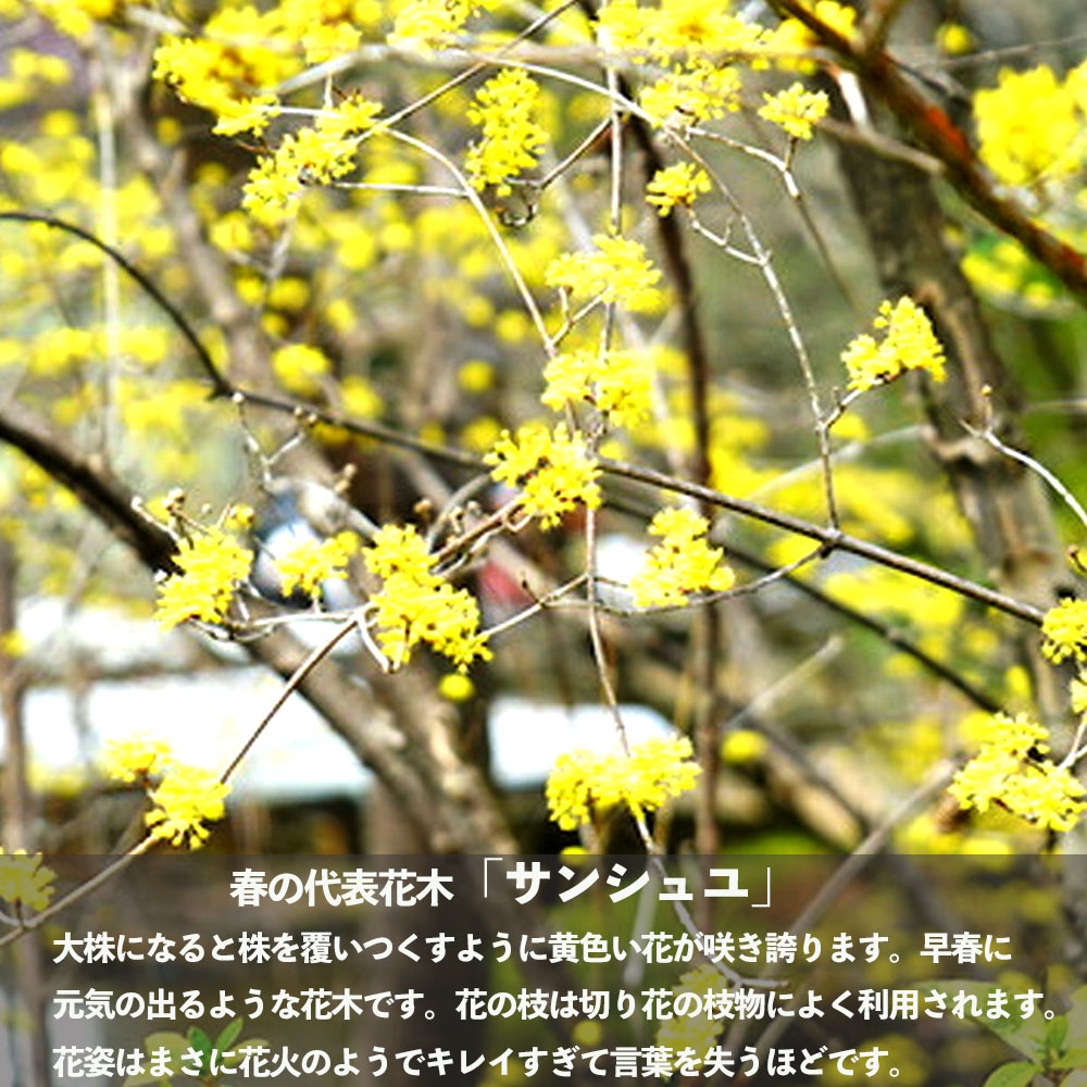 サンシュユ 根巻き大苗 庭木 落葉樹 シンボルツリー 大型宅配便 沖縄 離島不可 苗木部 本店 By 花ひろばオンライン