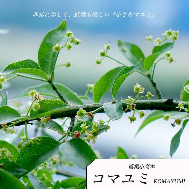 植木 低木 非常に珍しいニシキギによく似た落葉小高木。シンボルツリーに！ コマユミ 山錦木 (ヤマニシキギ) 苗木 【里の木シリーズ】