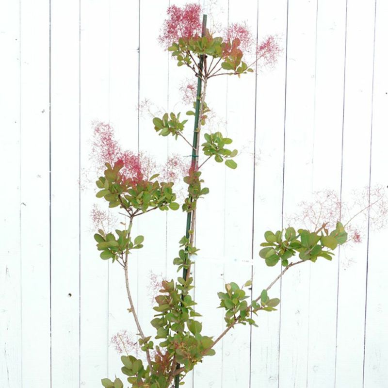 庭木苗・植木苗：スモークツリー*（リトルルビー)or（レッド）or