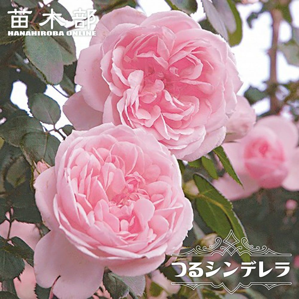 バラ シンデレラ 苗 販売 苗木部 By 花ひろばオンライン