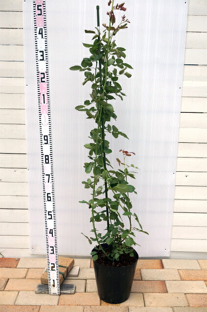 000000033014-03-l.jpg?t=