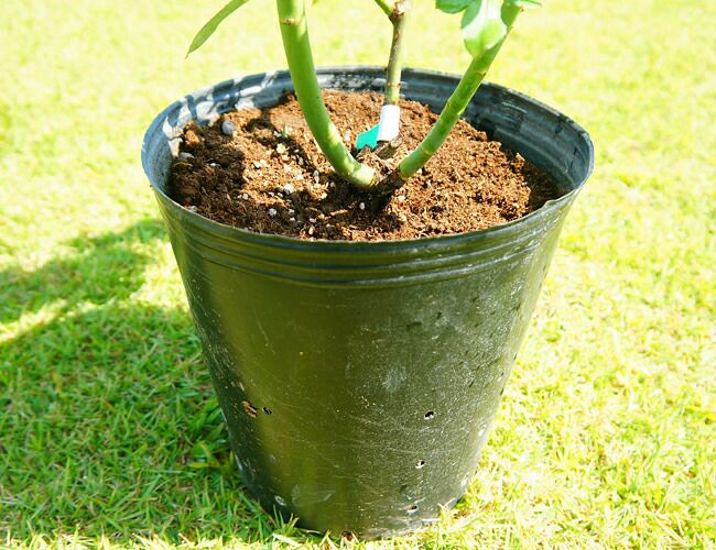 つるバラ苗 強健 耐陰性強 花つきよい 茎太め 薔薇苗 お薦めつる