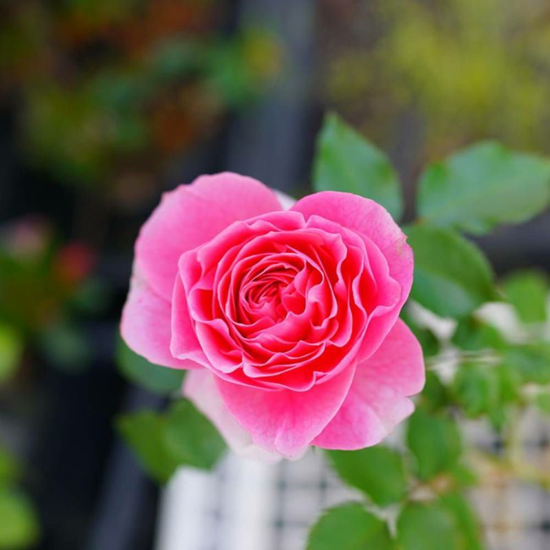 つる薔薇　特大苗　アミロマンティカ　　四季咲き　中輪 つる薔薇 特大苗 アミロマンティカ 四季咲き 中輪 - メルカリ