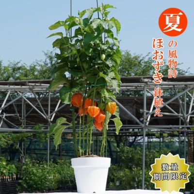 ほおずき 鉢植え 限定販売 夏の風物詩 送料無料 お中元 ギフト プレゼント 誕生日 お祝い 鉢花 多年草 苗木部 本店 By 花ひろばオンライン