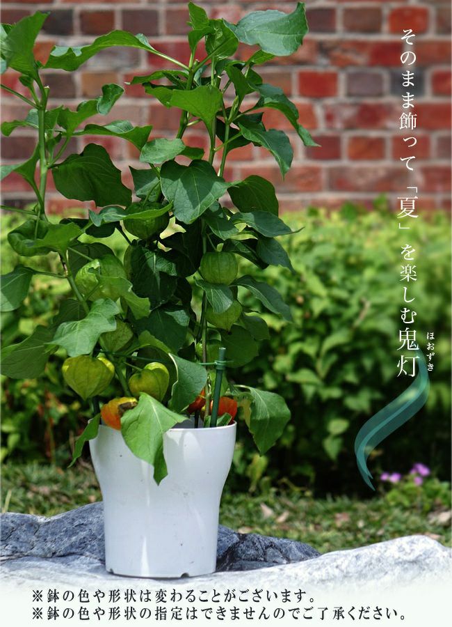 ほおずき 鉢植え 限定販売 夏の風物詩 送料無料 お中元 ギフト プレゼント 誕生日 お祝い 鉢花 多年草 苗木部 本店 By 花ひろばオンライン ほおずき 鉢植え 限定販売 夏の風物詩 送料無料 お中元 ギフト プレゼント 誕生日 お祝い 鉢花 多年草 苗木部 本店 By 花ひろばオンライン