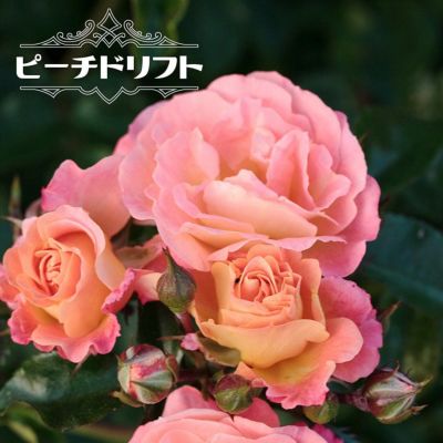 【バラ売り可】グランドパワー　別冊　まとめ売り 酒々井店・湾岸習志野店】◇◇ドラゴンボールフィギュア買取告知