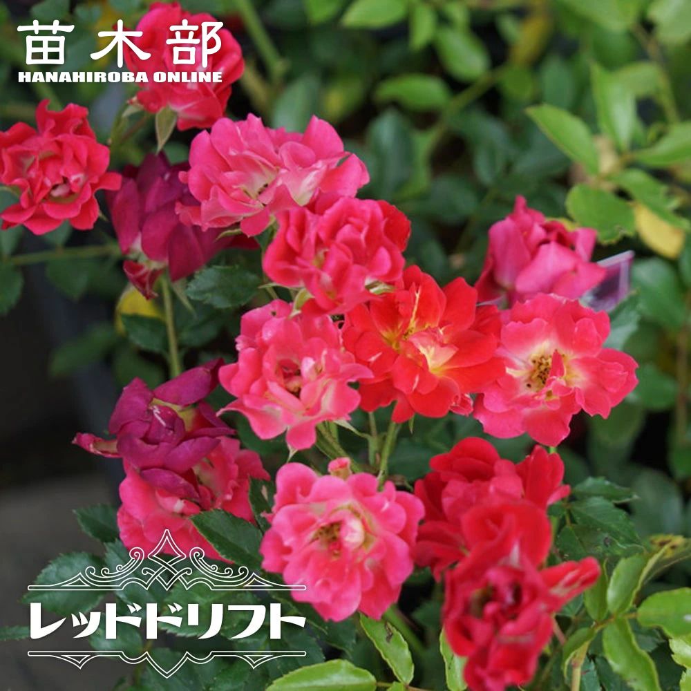 バラ キングローズ 苗 販売 苗木部 By 花ひろばオンライン