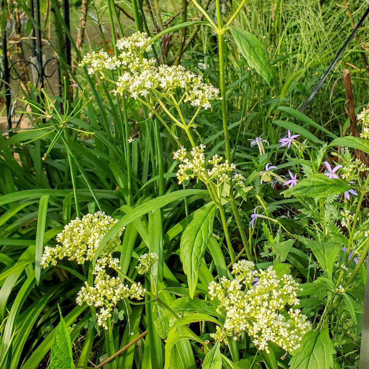 宿根草 | 苗木部 本店 By 花ひろばオンライン