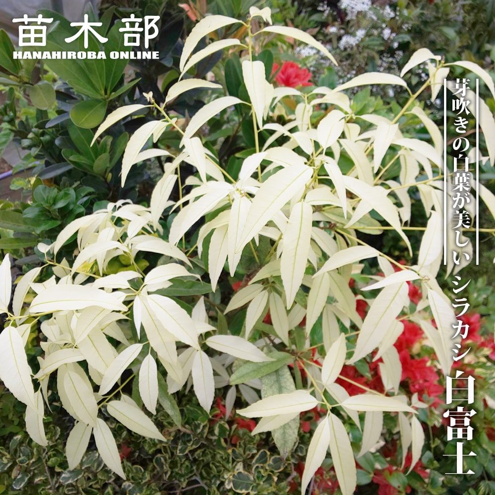 カシ シラカシ 白富士 苗 販売 苗木部 By 花ひろばオンライン
