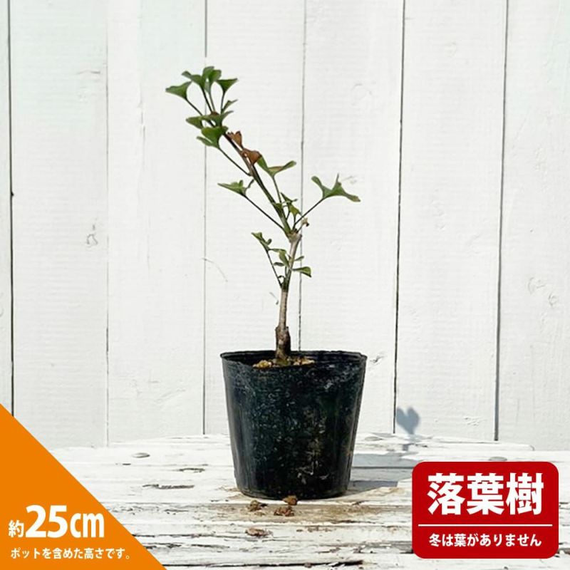 イチョウ 楽天市場】盆栽 銀杏 樹高 約20～22cm いちょう Ginkgo biloba