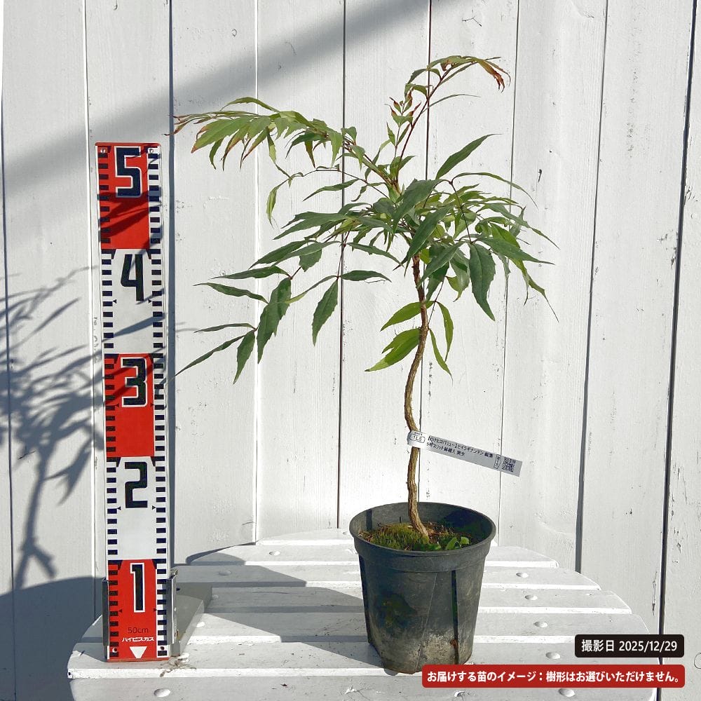 現品 柊南天 ヒイラギナンテン 樹高1 3ｍ 根鉢含まず 05 苗木 植木 庭木 生垣 目隠し グランドカバー 縁起の良い木 縁起樹 鬼門 Renamak Com Br