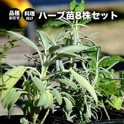 ほおずき 鉢植え 限定販売 夏の風物詩 送料無料 お中元 ギフト プレゼント 誕生日 お祝い 鉢花 多年草 苗木部 本店 By 花ひろばオンライン