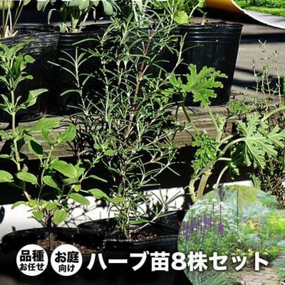 パーフェクトイングリッシュ パーフェクトイングリッシュ スタートダッシュデッキ