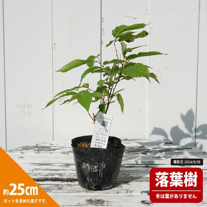 三度栗苗木 鉢ごと発送インテリア小物 - 植物/観葉植物