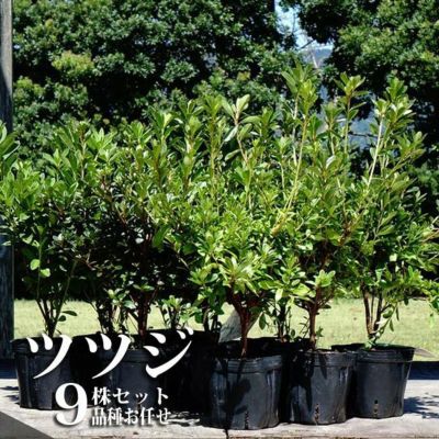 亜熱帯のツツジ 希少 アマミアセビ 実生株 A 花芽付き