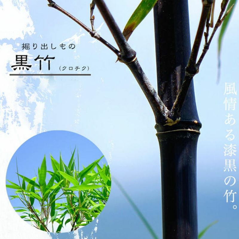 タケ クロチク 苗 通販 苗木部 By 花ひろばオンライン