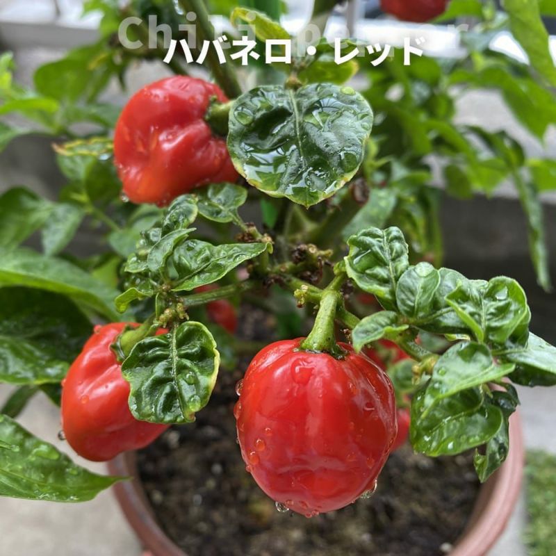 ハバネロ レッド 苗 2本 ハバネロ苗　激辛エスニック料理　香辛料　薬味 ハバネロ レッド 激辛とうがらし苗2個～【9cmポット自根苗