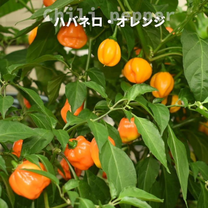 000000133737-01-l.jpg?t=