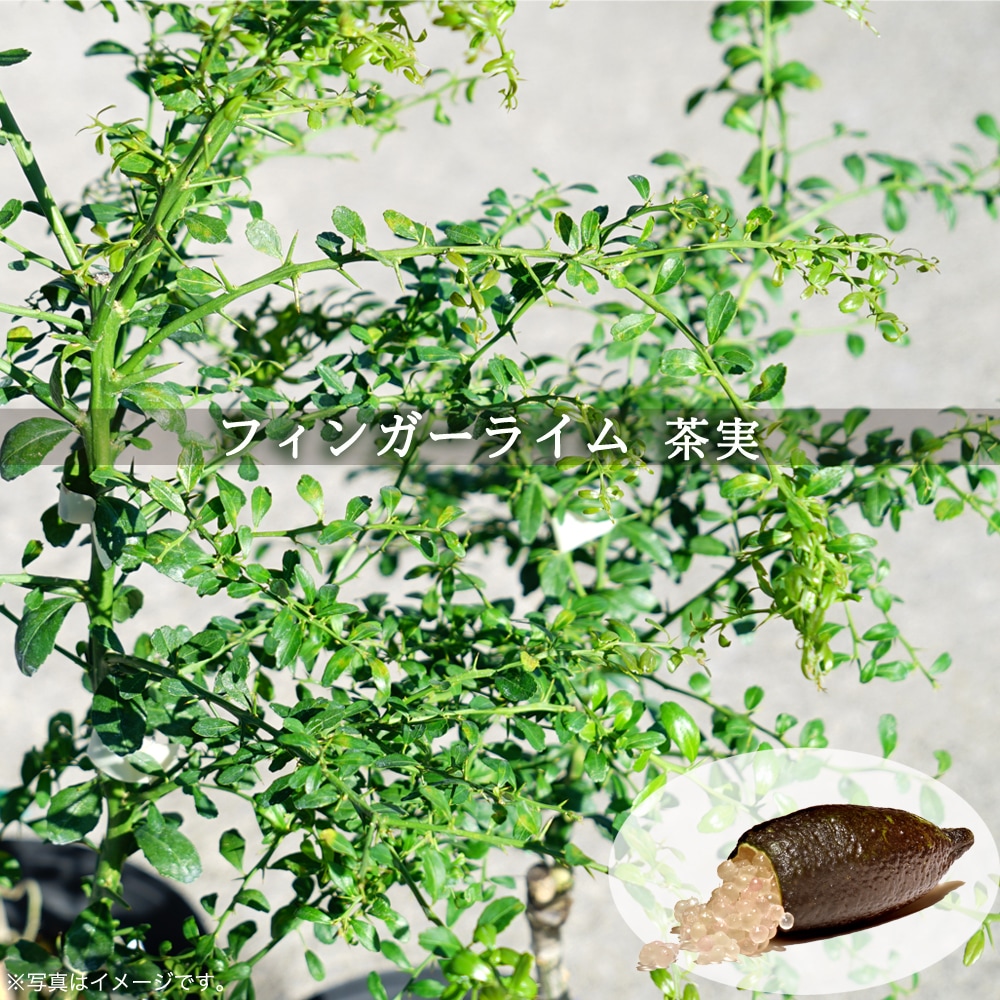 デルフィニウム オーロラ モーブ 苗 販売 苗木部 By 花ひろばオンライン