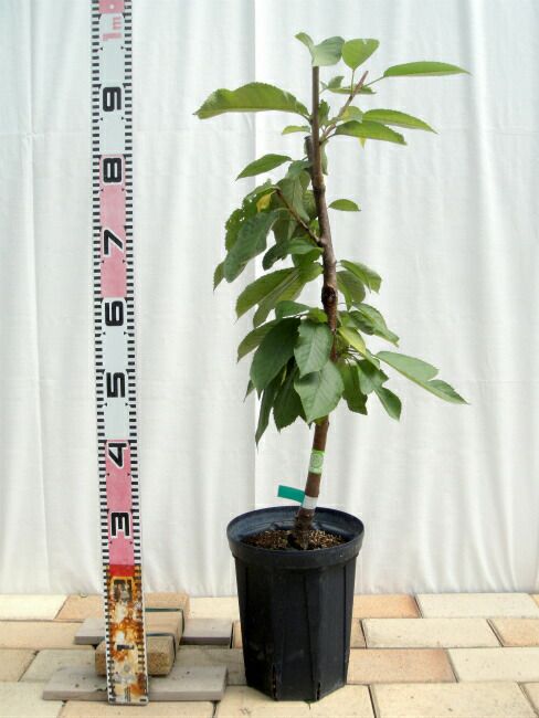 000000033881-02-l.jpg?t=