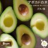 アボカド ズタノ