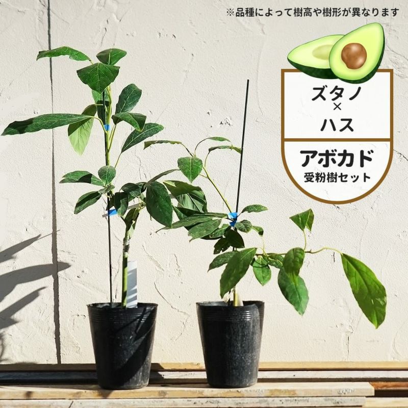 楽天市場】【リード種】 アボカド Aタイプ 2年生 接木苗 単品 or
