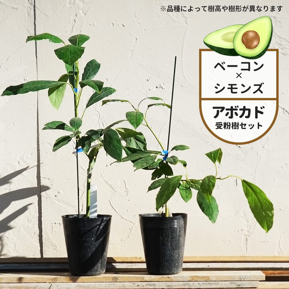 アボカド苗 実生苗 熱帯果樹 果樹 観葉植物 転ば