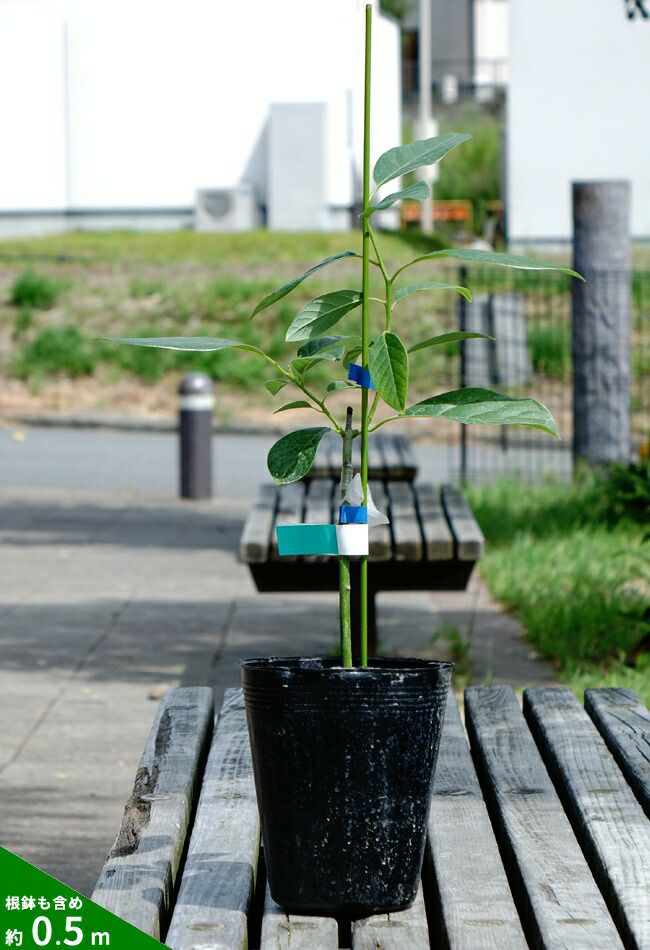 超大玉アボカドの苗木 ハス種 ※寒かった冬を無加温で乗り切って新芽が沢山伸び始めました - ガーデニング